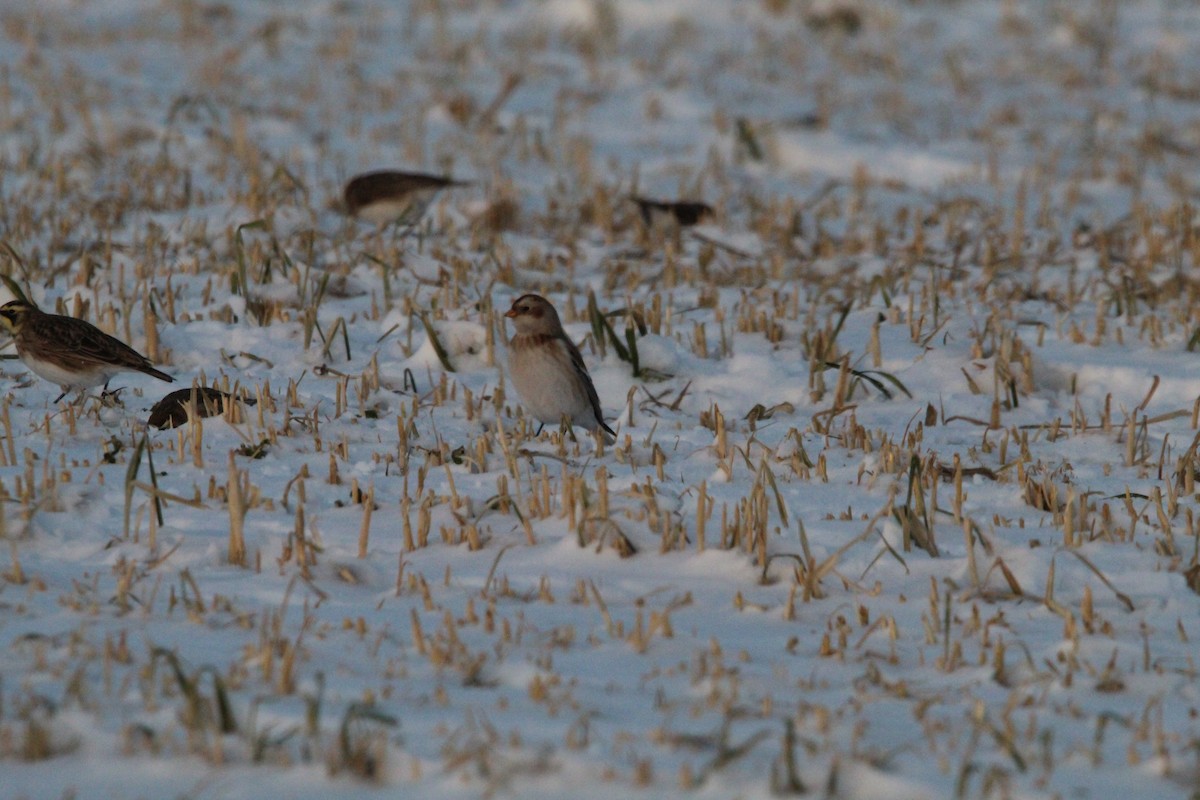 Пуночка снігова - ML647056794