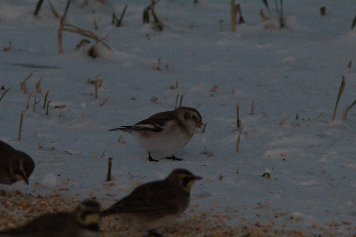 Пуночка снігова - ML647056795