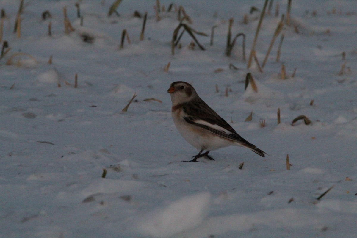 Пуночка снігова - ML647056796