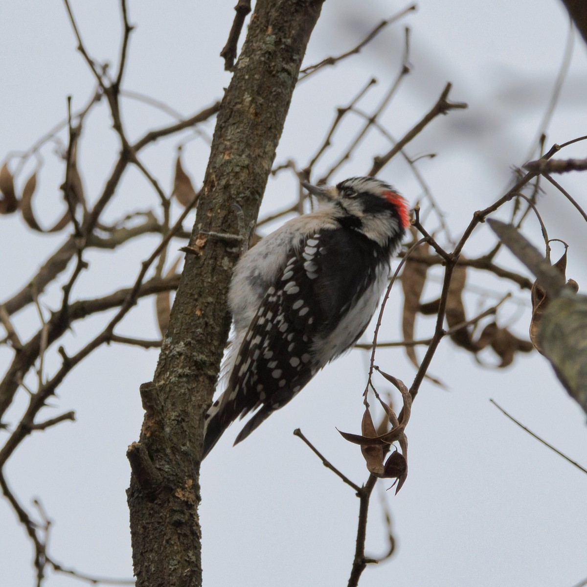 セジロコゲラ - ML647056797
