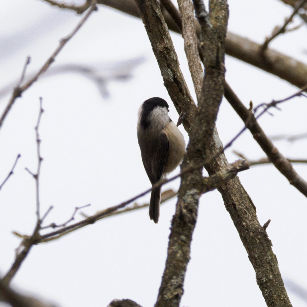 カロライナコガラ - ML647056798