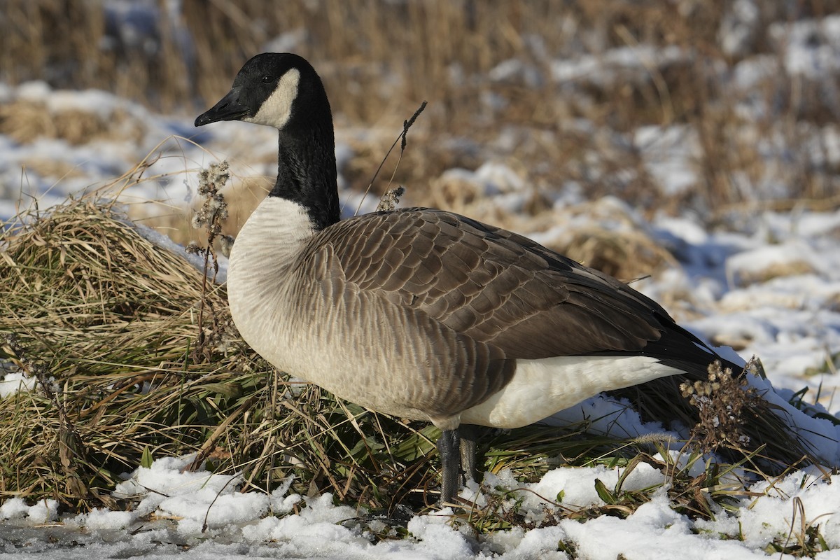 Kanada Kazı - ML647056799