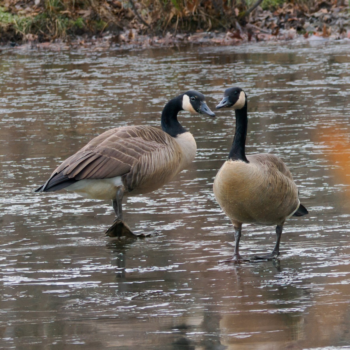 Kanada Kazı - ML647056802