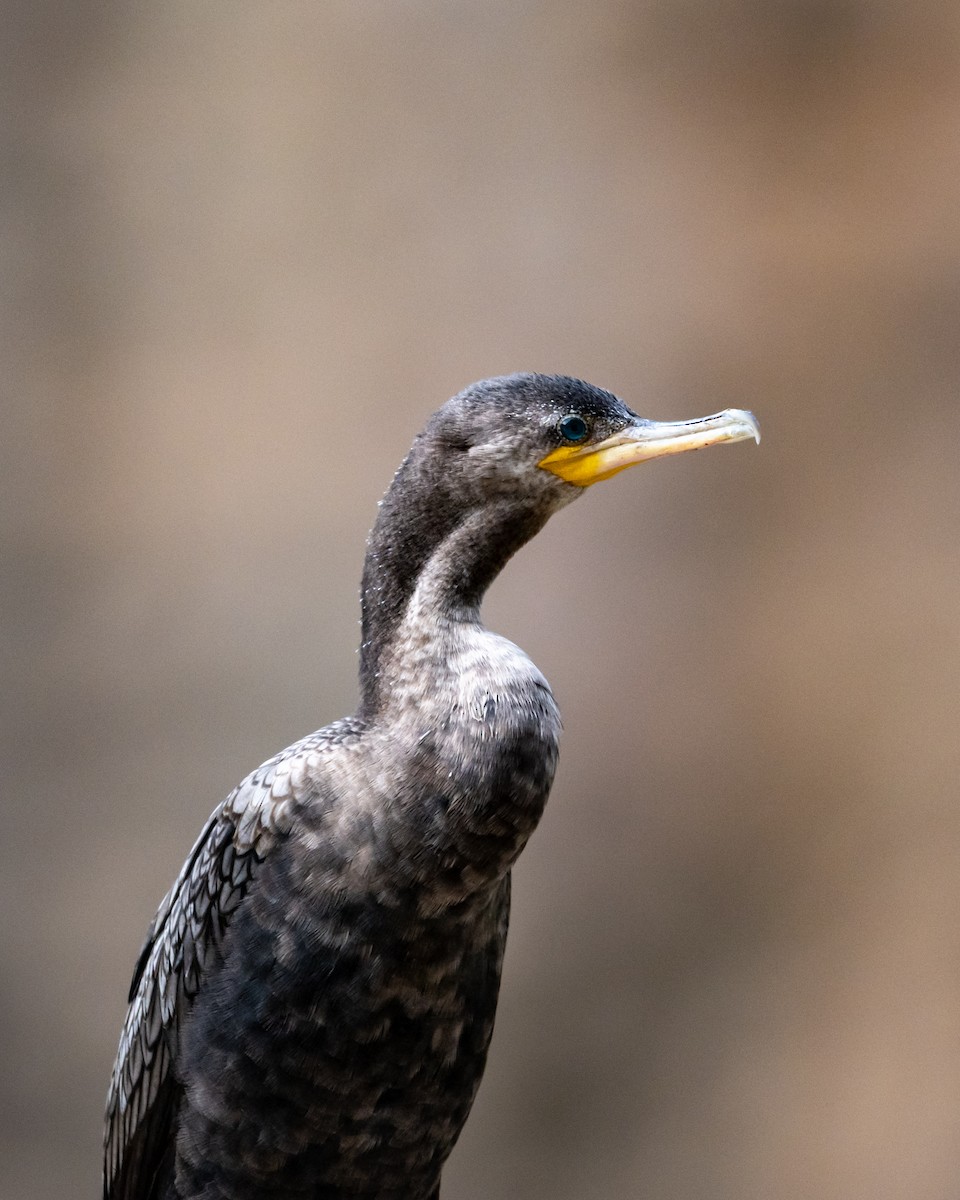 Neotropic Cormorant - ML647056807