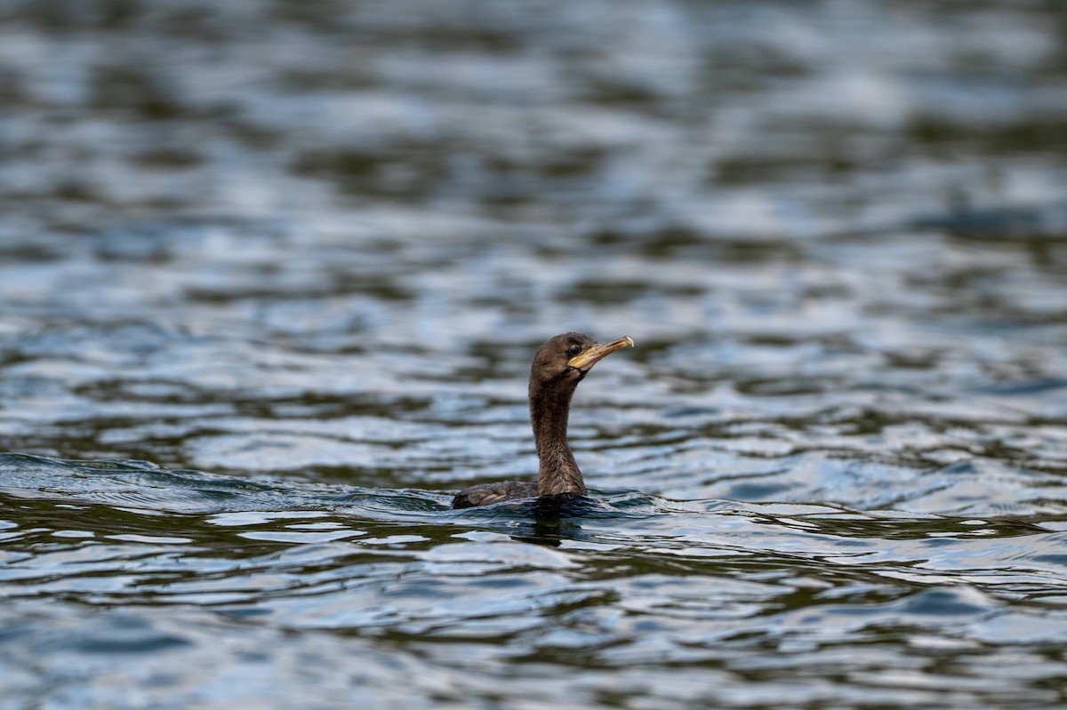 Neotropic Cormorant - ML647056808
