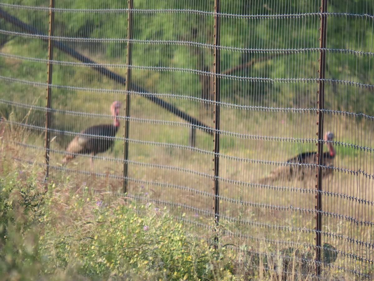 シチメンチョウ - ML647056809