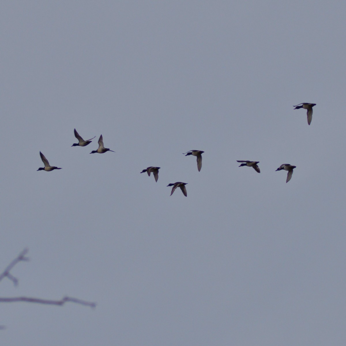 マガモ - ML647056811