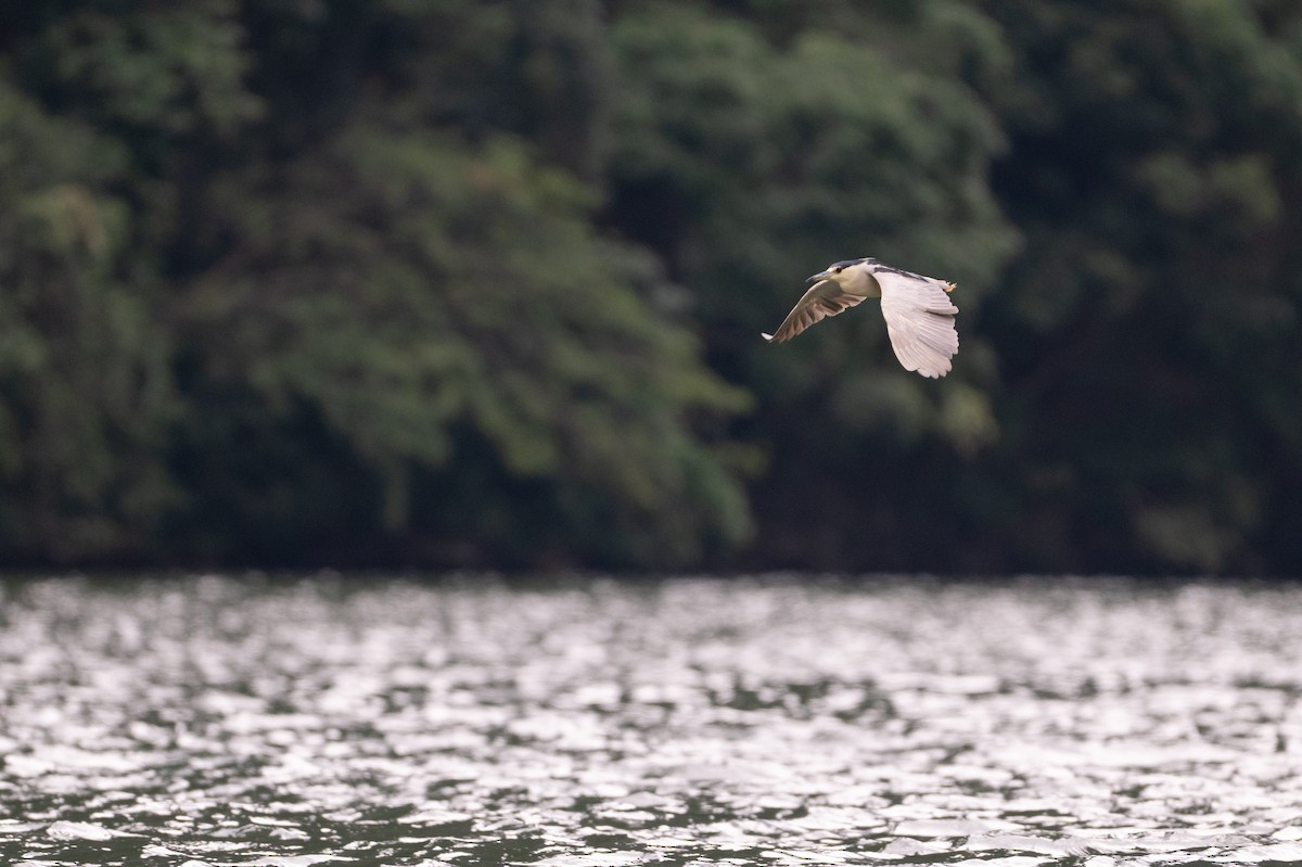 夜鷺 - ML647056812