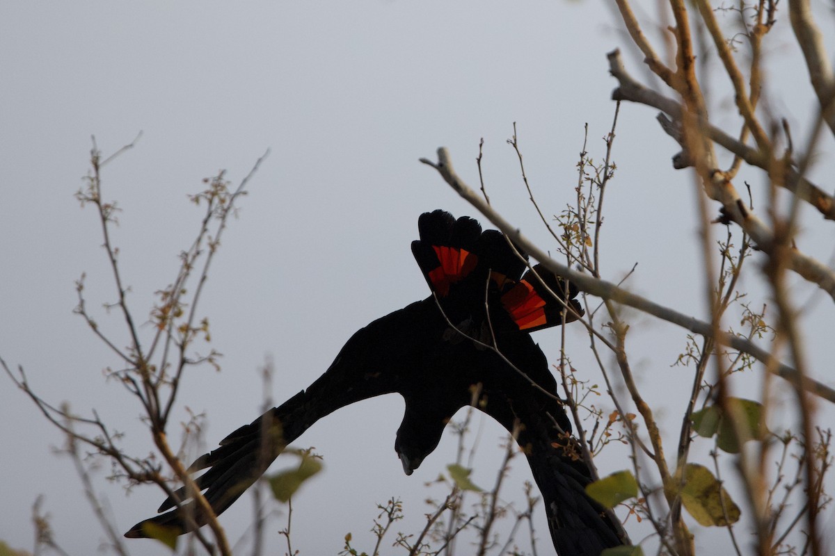 Red-tailed Black-Cockatoo - ML647056813
