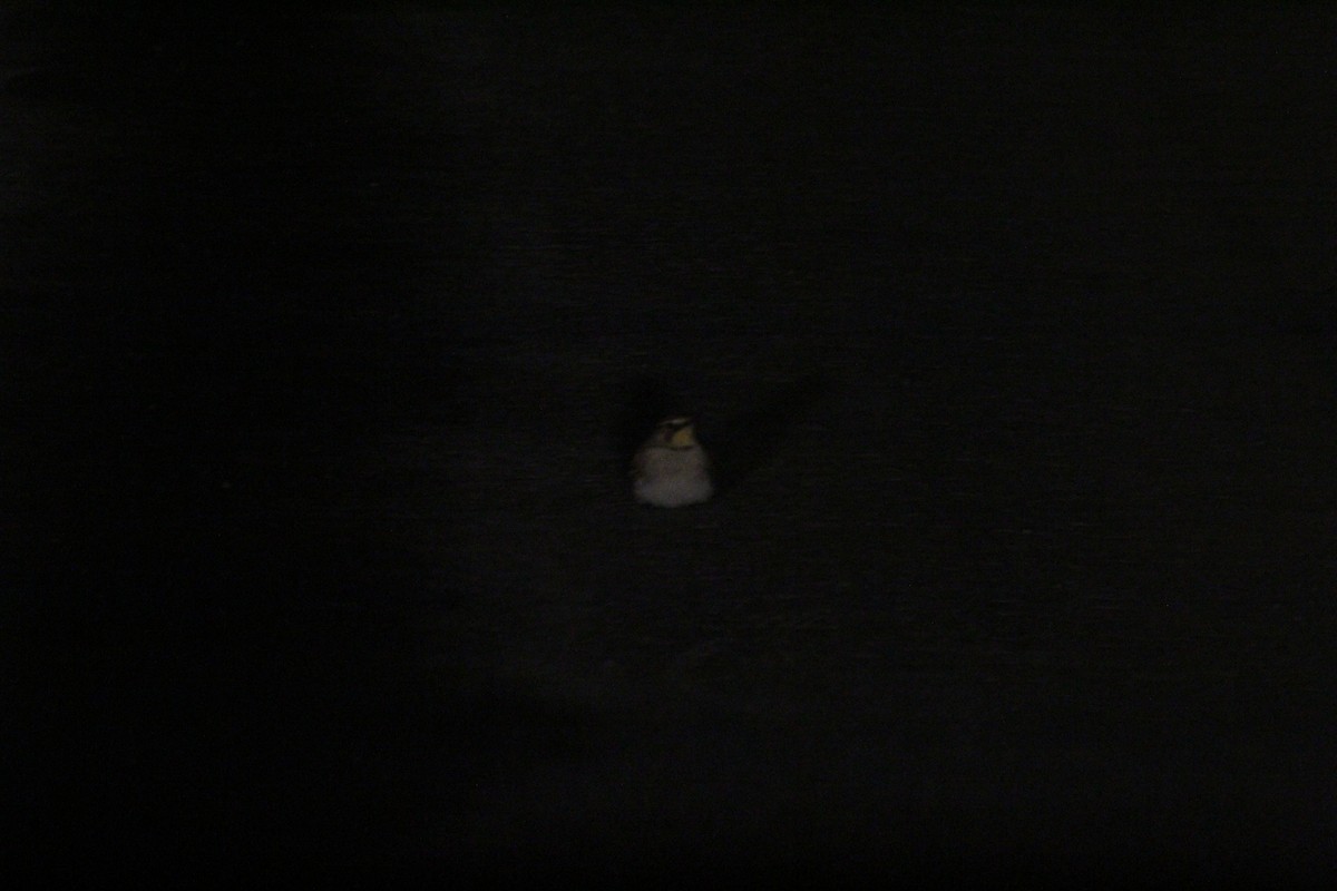 Жайворонок рогатий - ML647056814