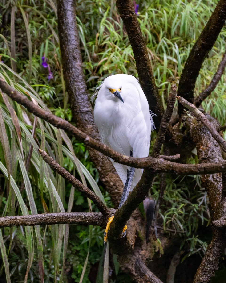 Snowy Egret - ML647056815