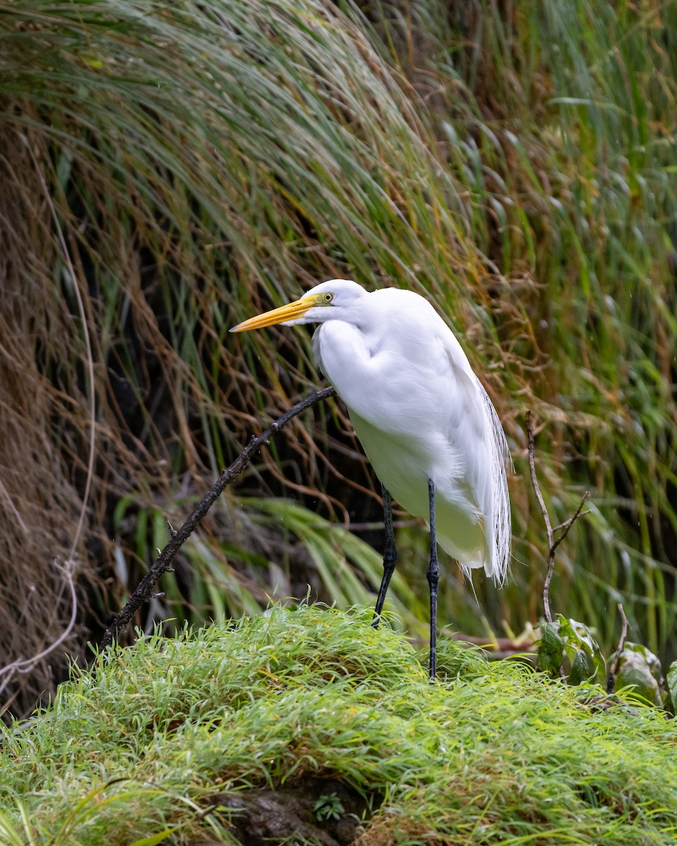 大白鷺 - ML647056818