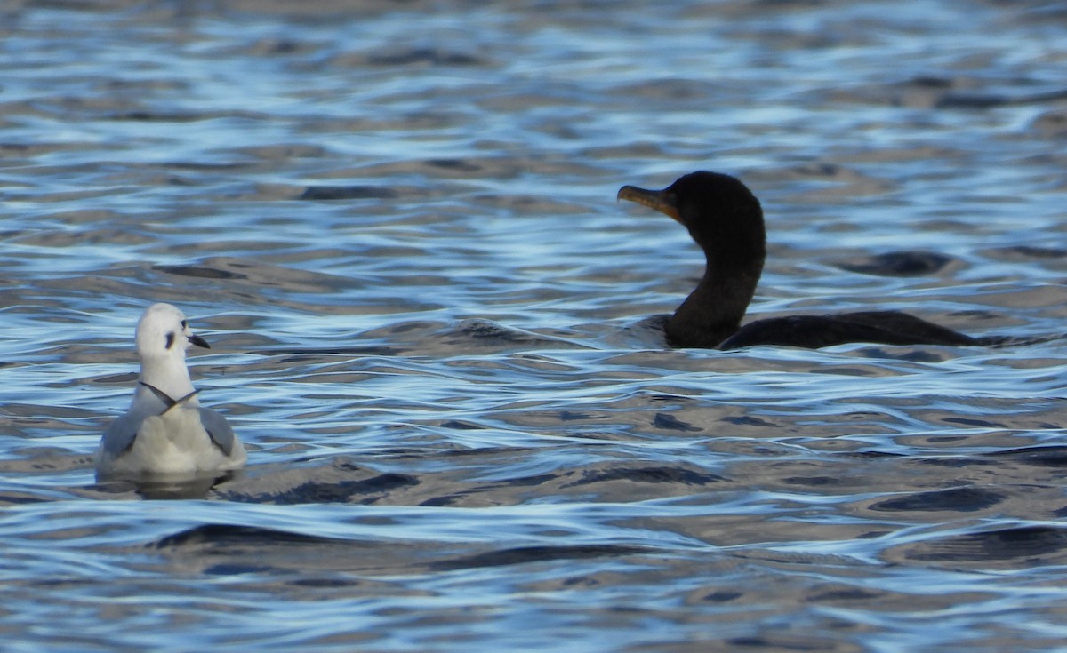 kormorán ušatý - ML647056819