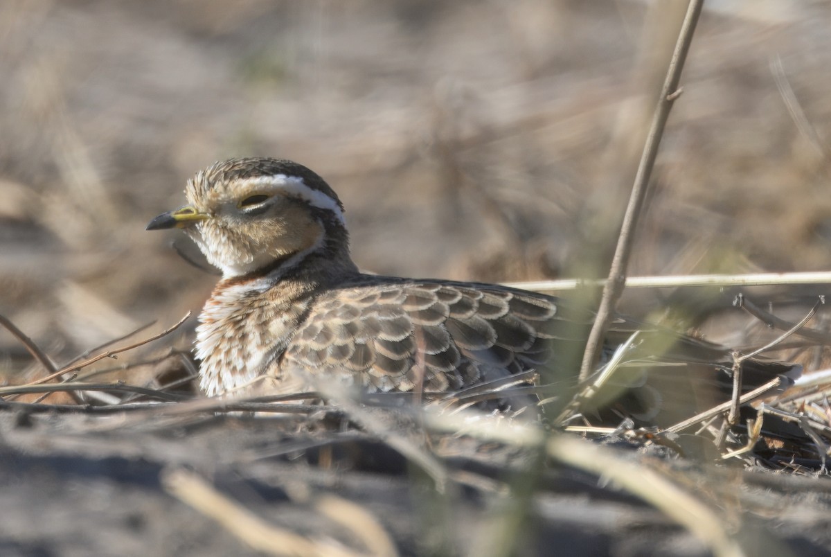 Three-banded Courser - ML647056821