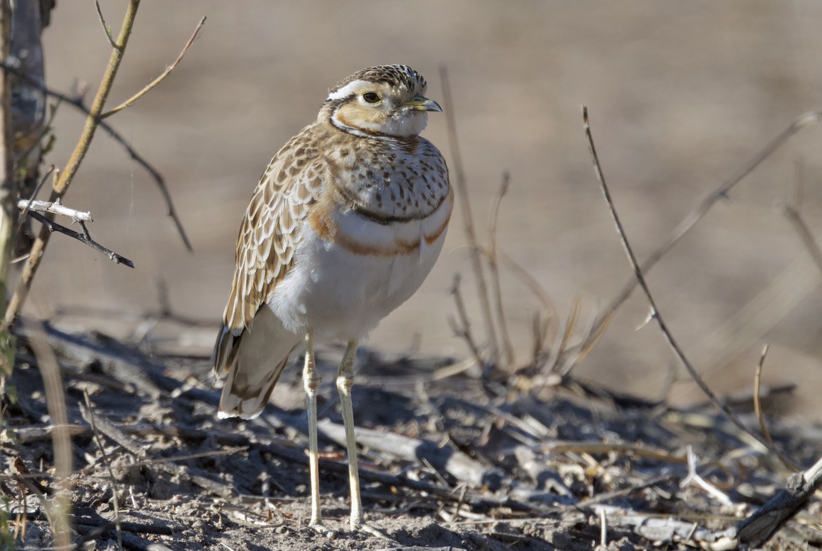 Three-banded Courser - ML647056822