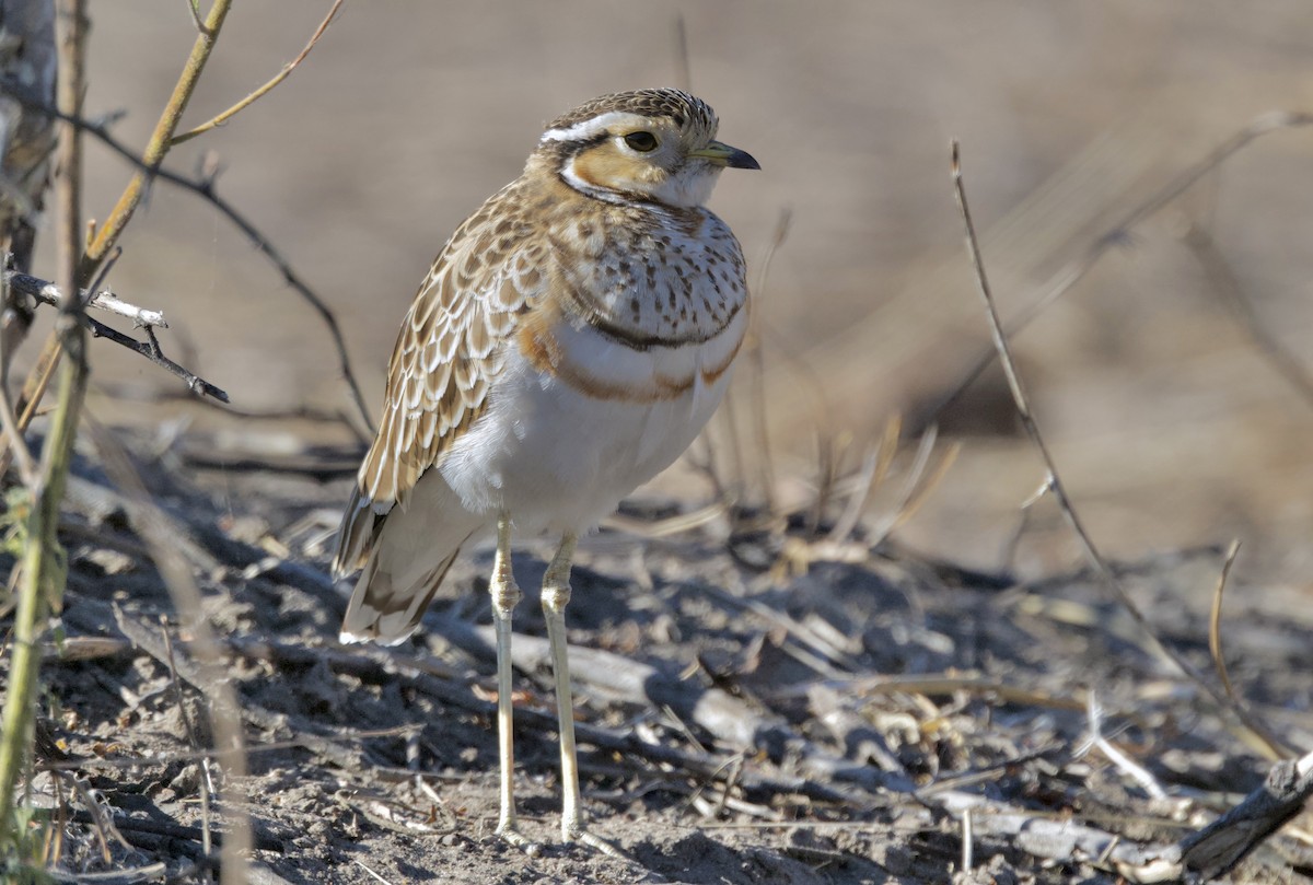 Three-banded Courser - ML647056823