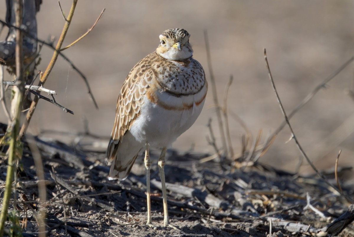 Three-banded Courser - ML647056824