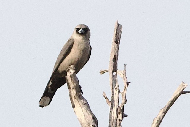 Black-faced Woodswallow - ML647056825