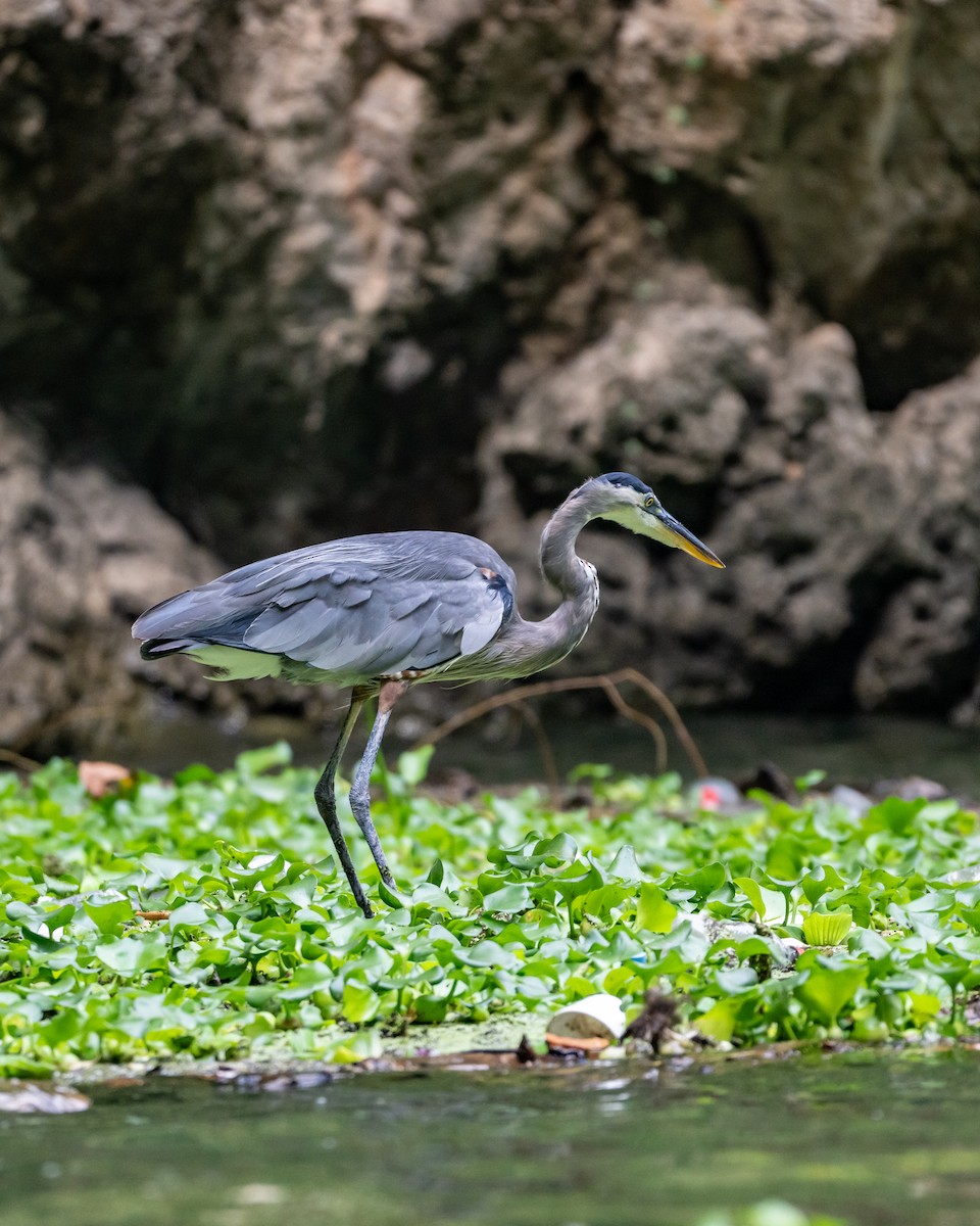Great Blue Heron - ML647056827