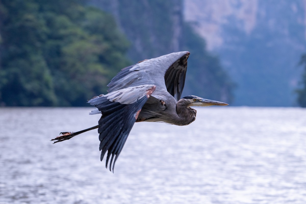 Great Blue Heron - ML647056828