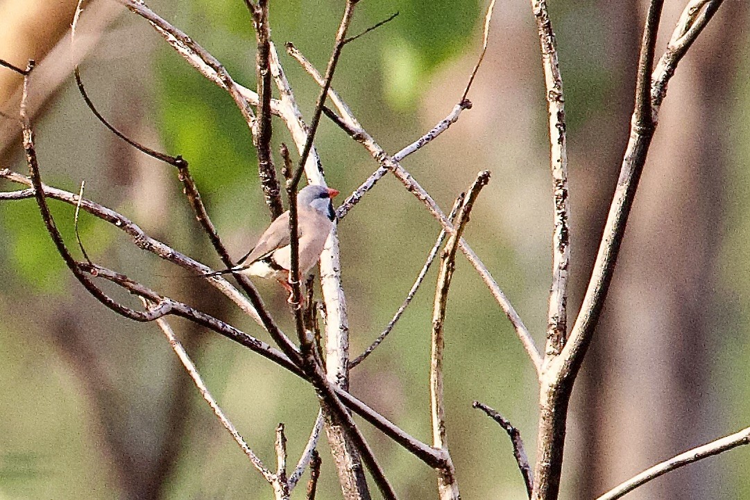 Long-tailed Finch - ML647056830