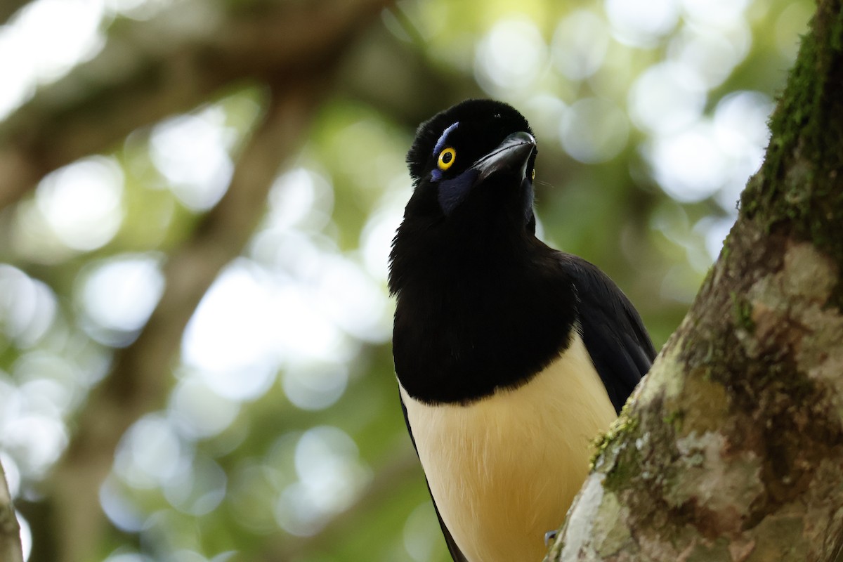 Plush-crested Jay - ML647056836