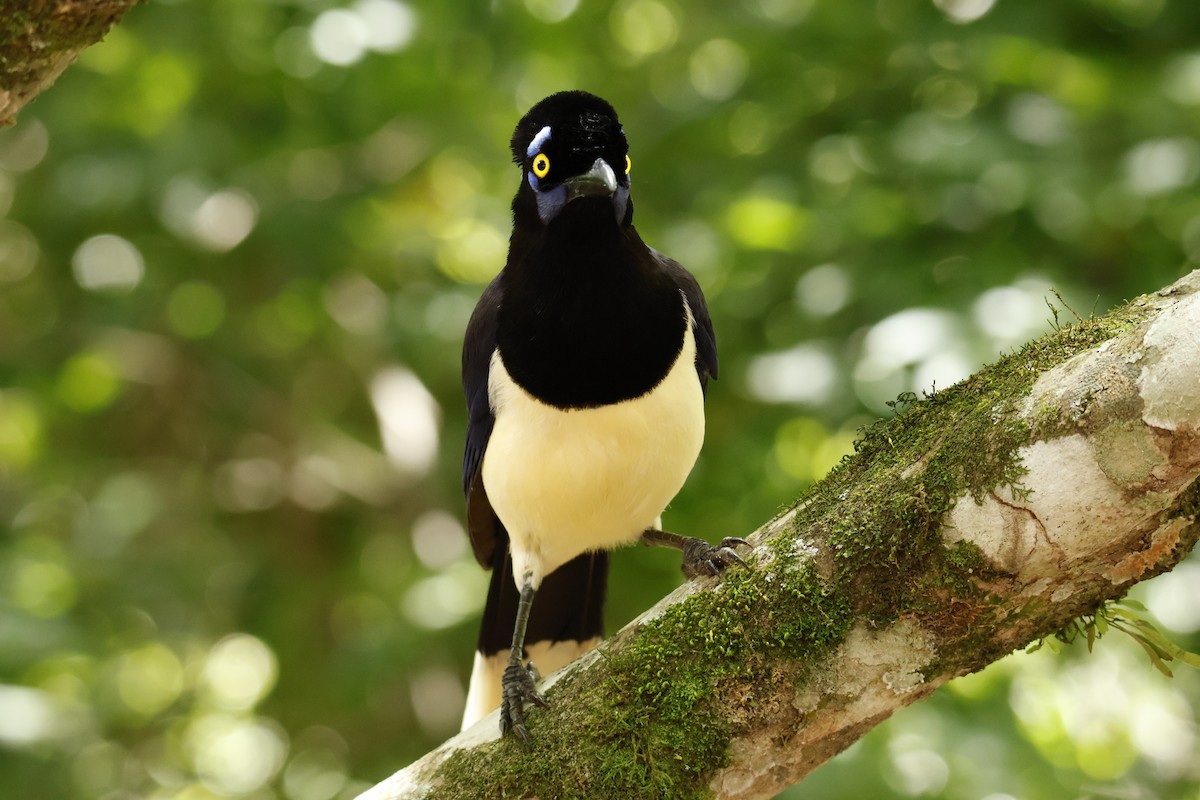 Plush-crested Jay - ML647056837