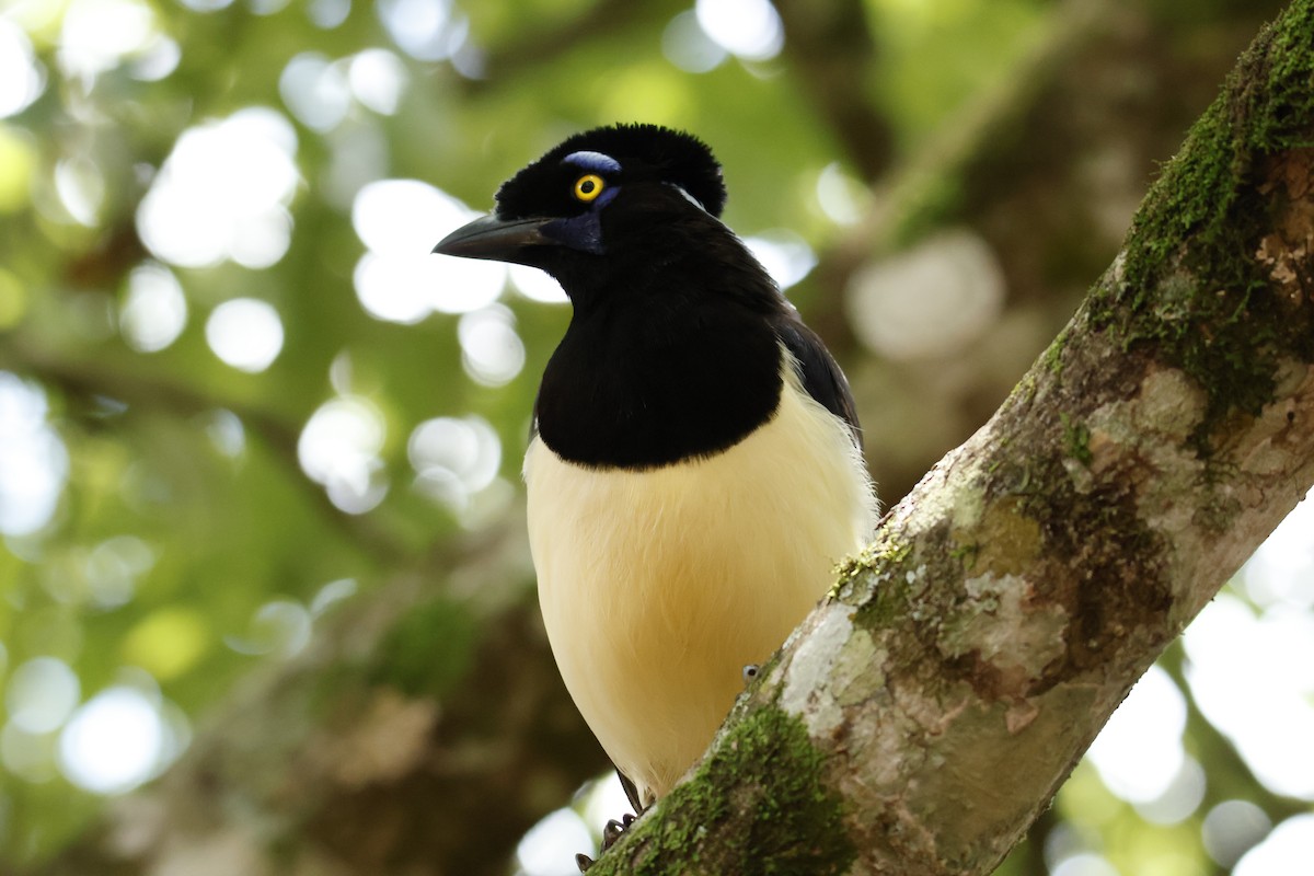 Plush-crested Jay - ML647056838