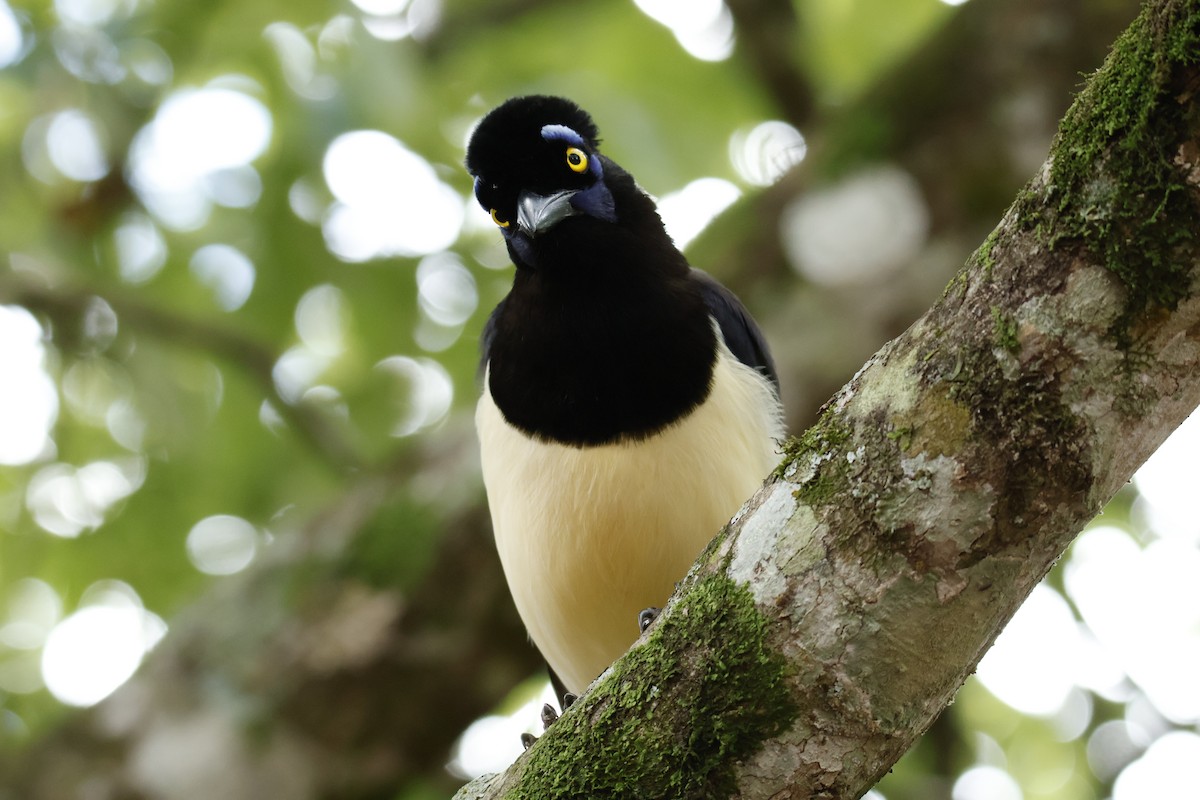 Plush-crested Jay - ML647056839