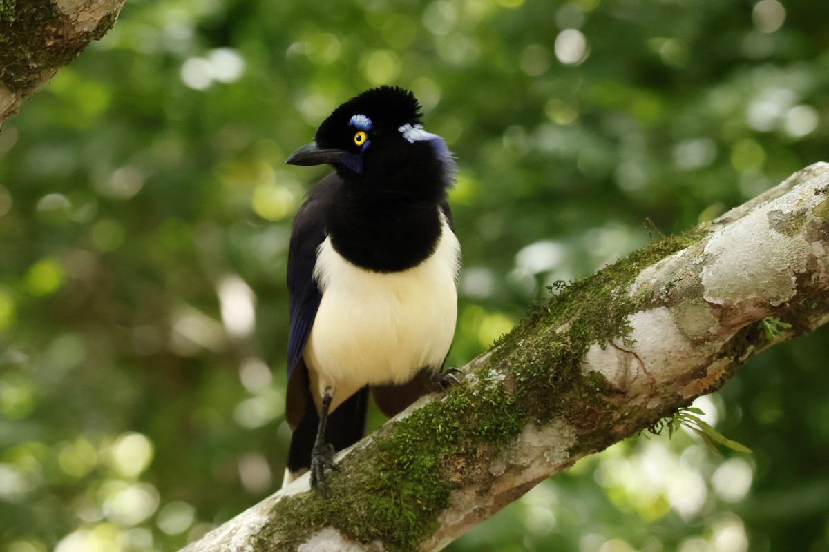 Plush-crested Jay - ML647056840