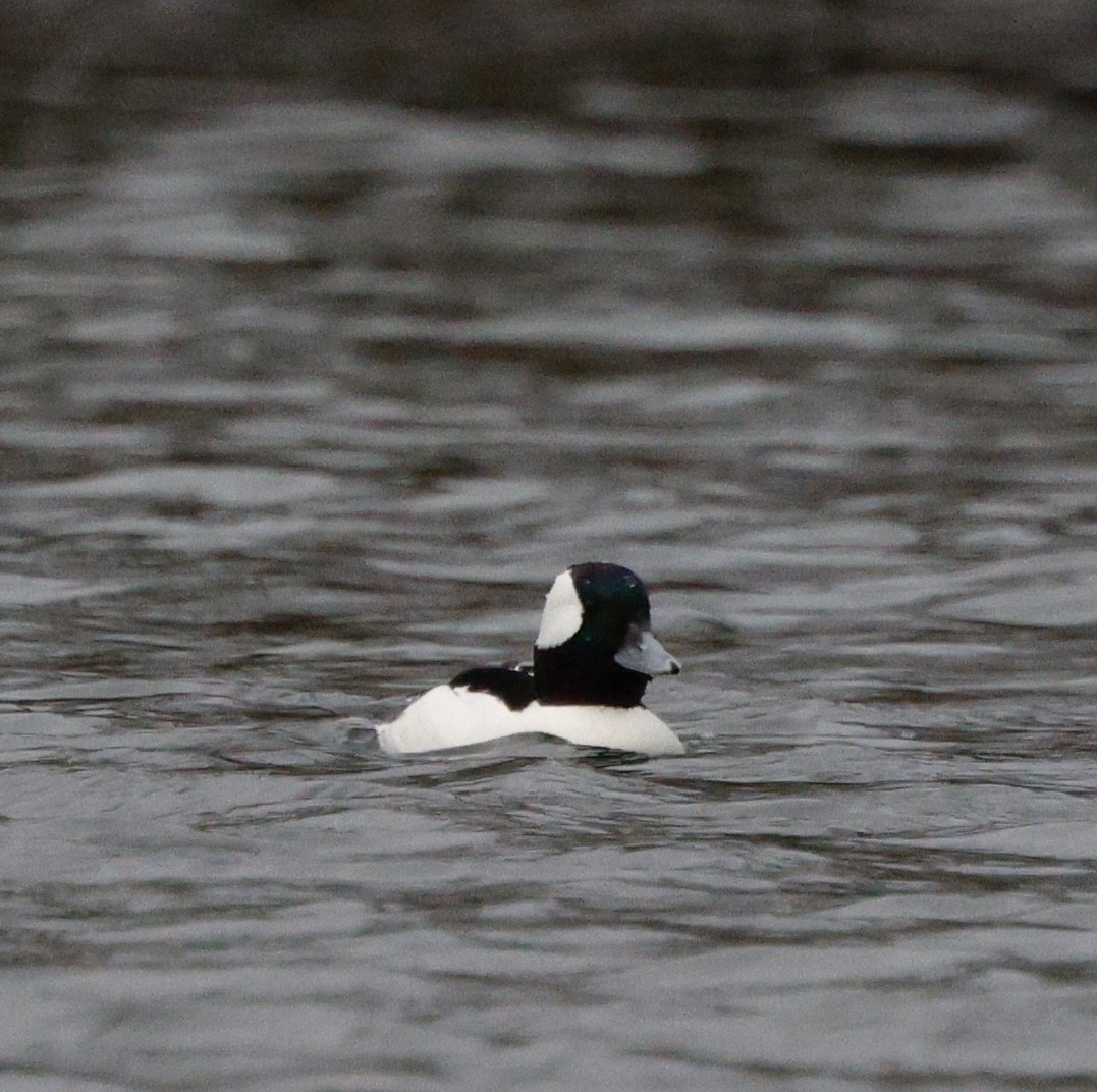 Гоголь-головастик - ML647056846