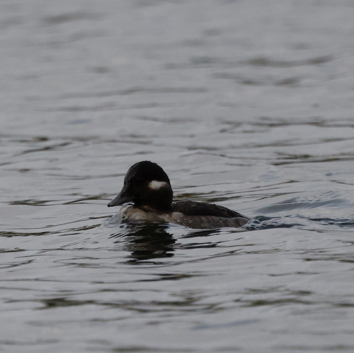 Гоголь-головастик - ML647056847