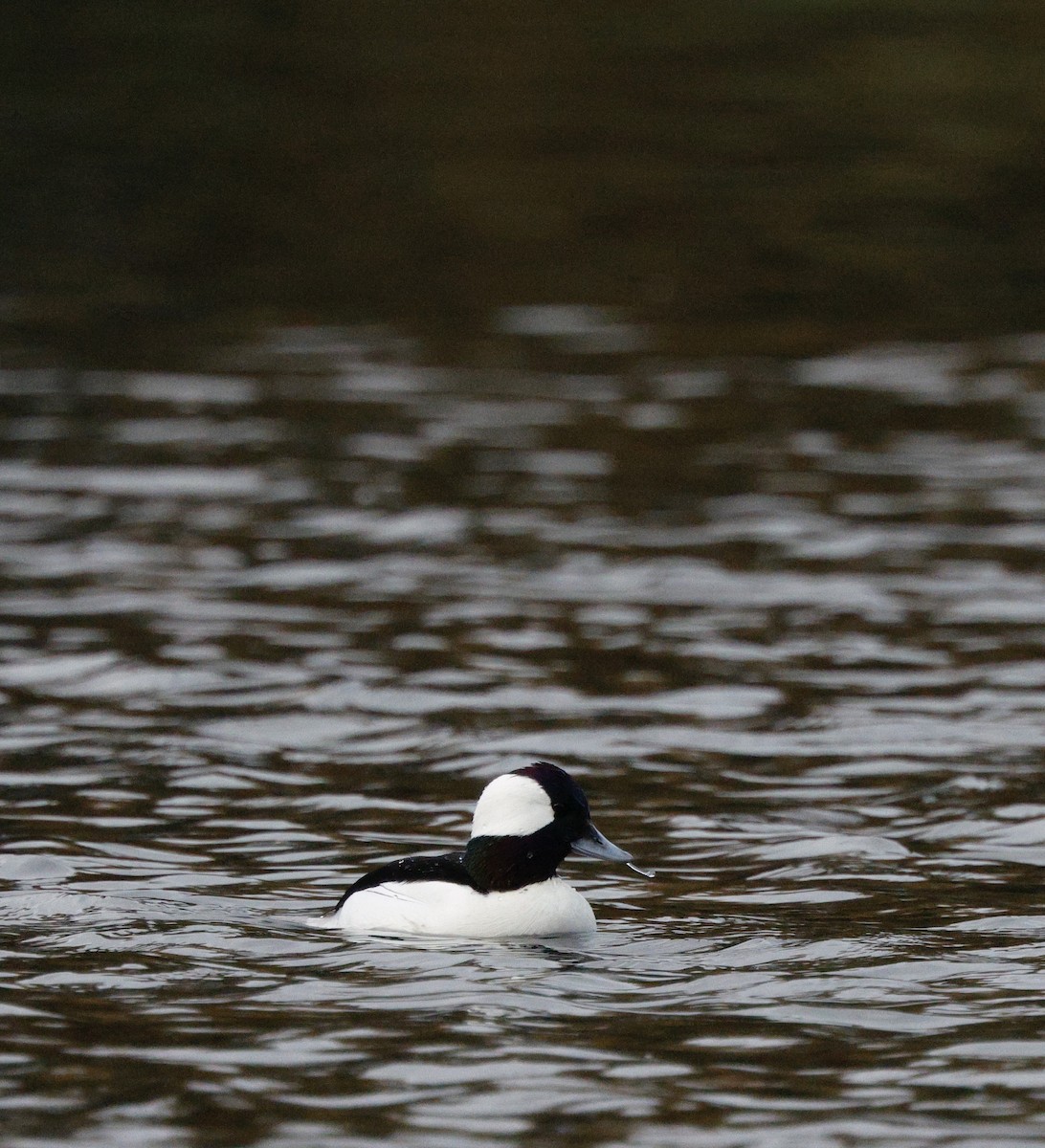 Гоголь-головастик - ML647056848