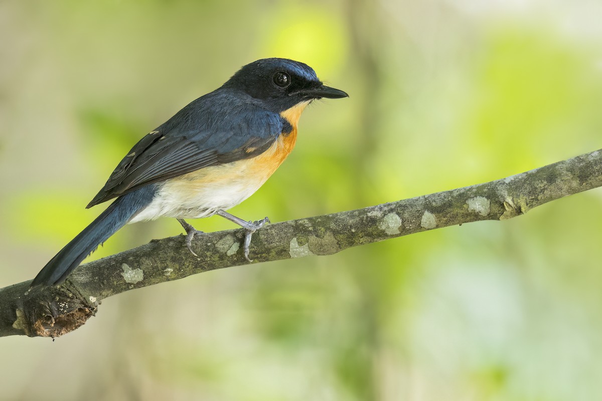 Mangrove Blue Flycatcher - ML647056853