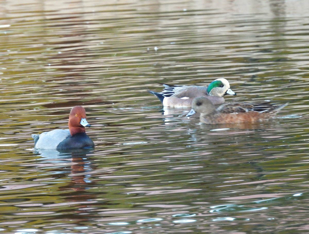 American Wigeon - ML647056854