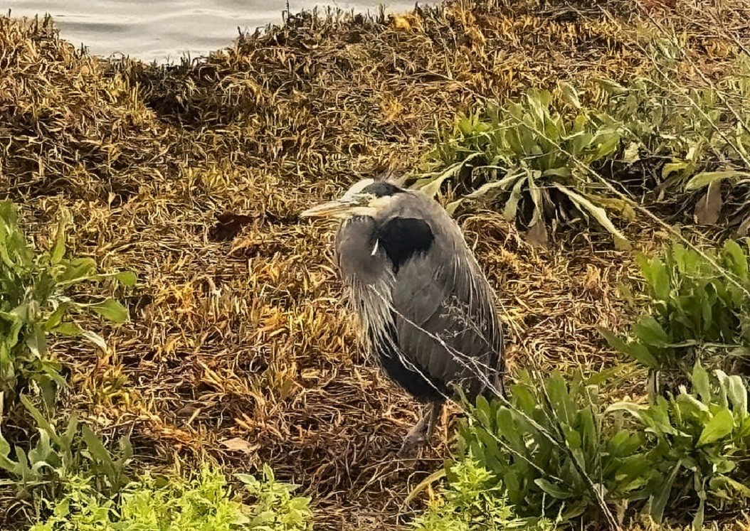 Great Blue Heron - ML647056857