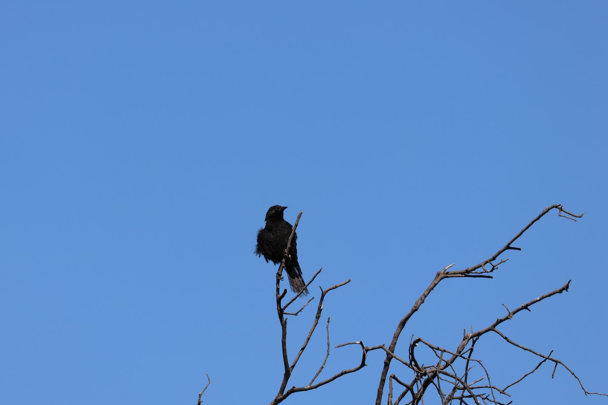 Tordo Patagón - ML647056862