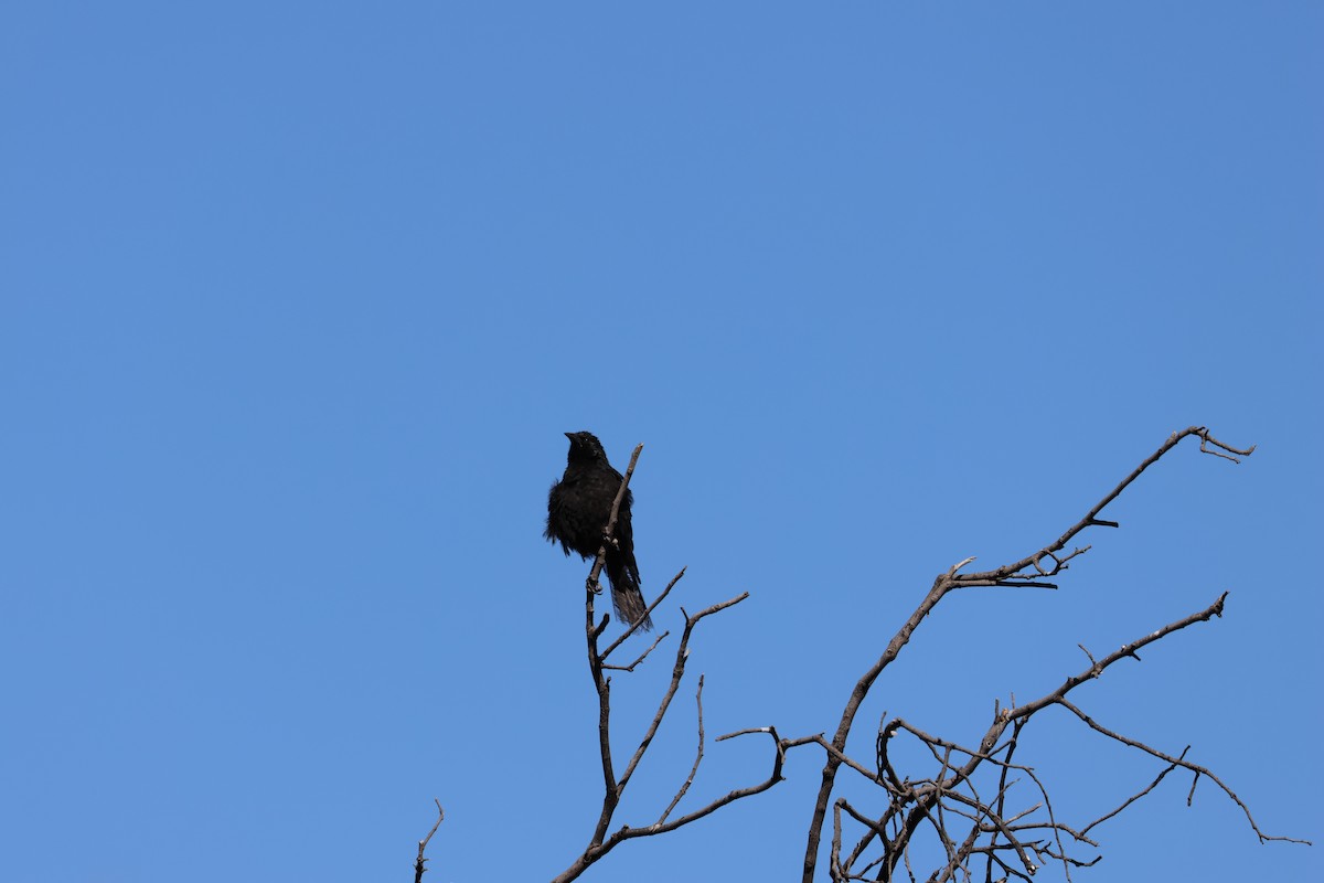 Tordo Patagón - ML647056863