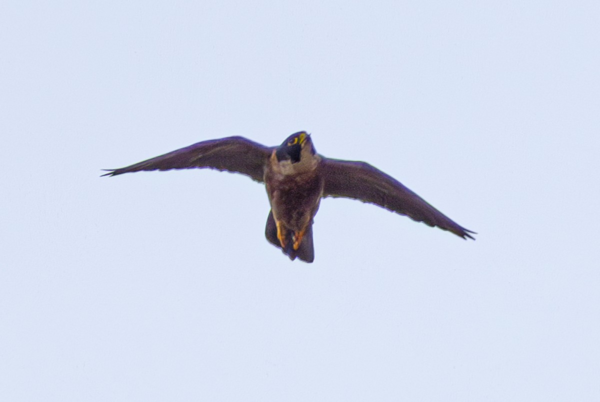 sokol stěhovavý (ssp. peregrinator) - ML647056866