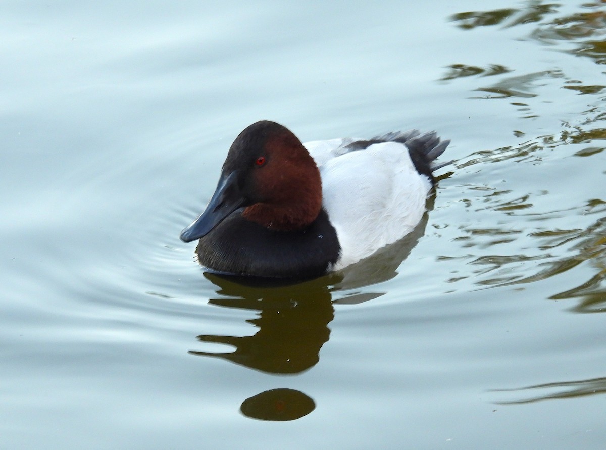 Canvasback - ML647056868