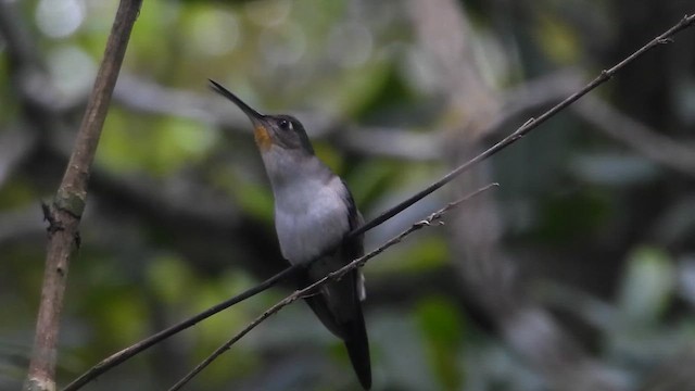 Wedge-tailed Sabrewing - ML647056875