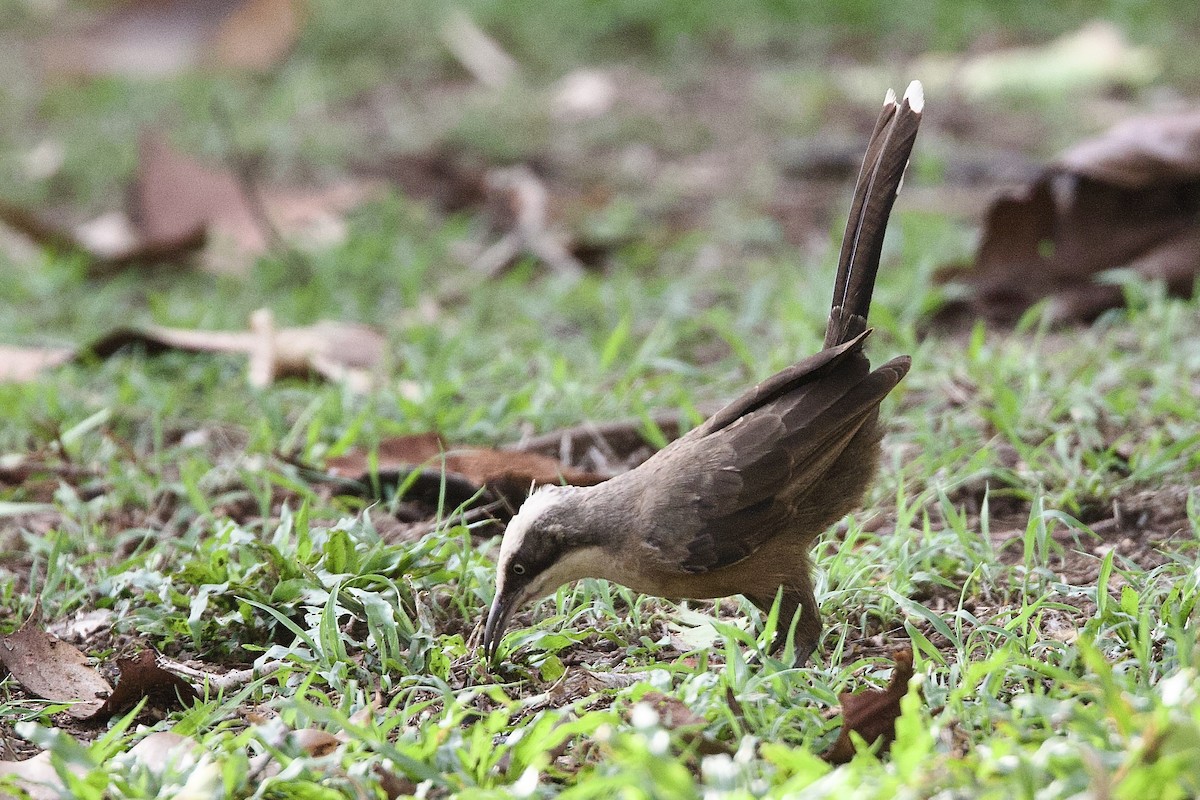 オーストラリアマルハシ - ML647056881