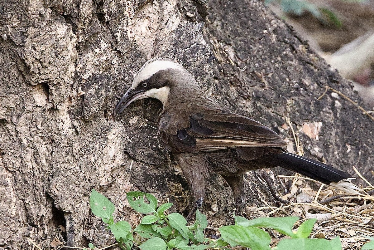 オーストラリアマルハシ - ML647056883