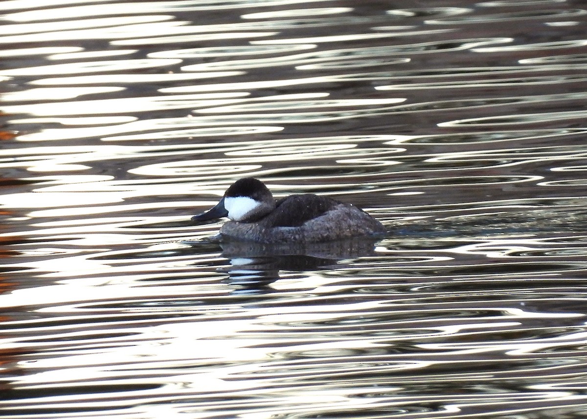 Gobbo della Giamaica - ML647056885