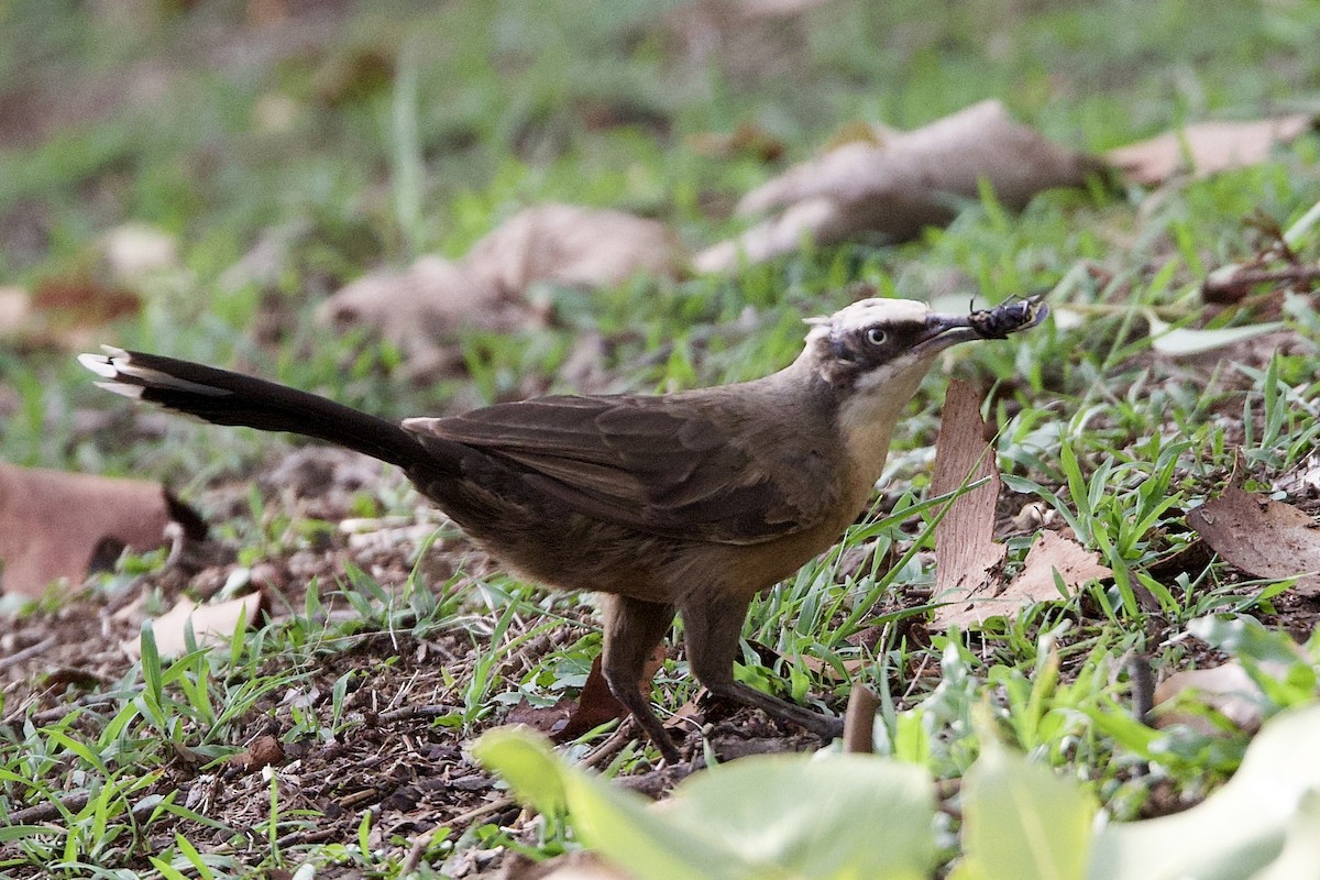 オーストラリアマルハシ - ML647056886