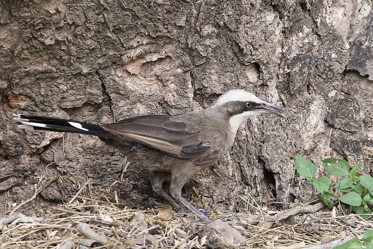 オーストラリアマルハシ - ML647056889