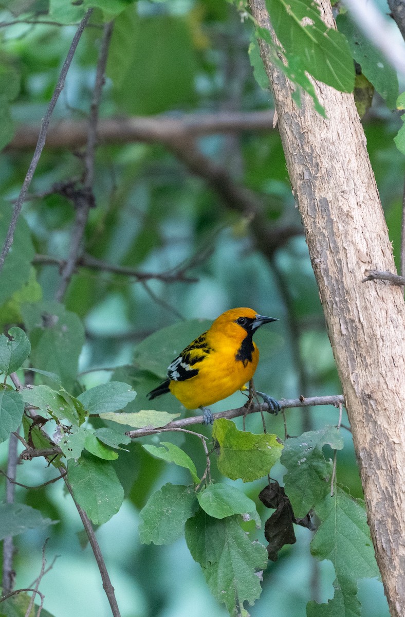 Streak-backed Oriole - ML647056890