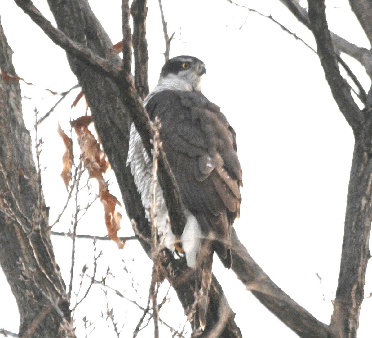 Яструб великий - ML647056892