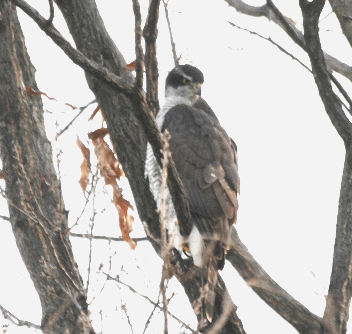 Яструб великий - ML647056896