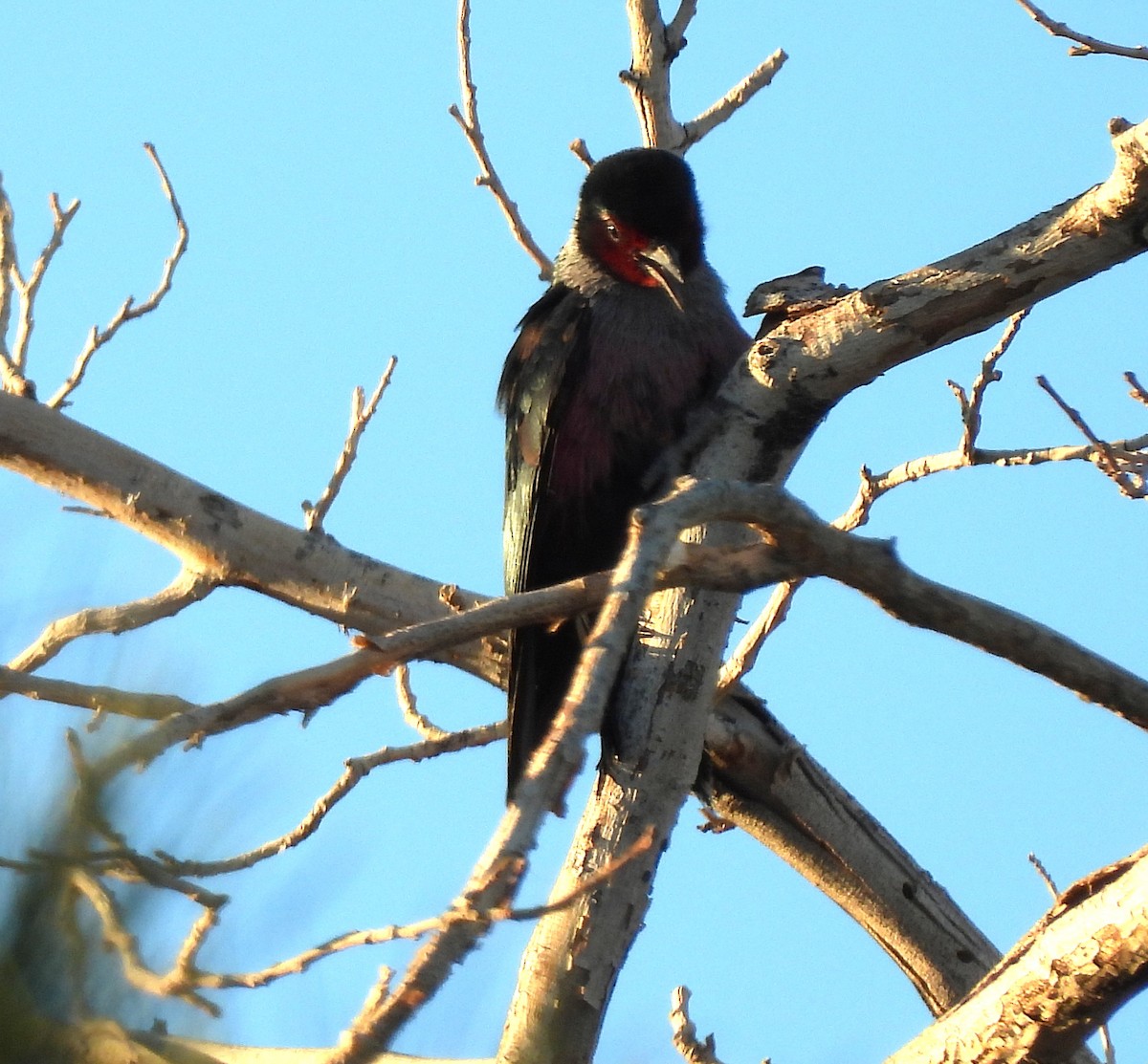 Lewis's Woodpecker - ML647056898